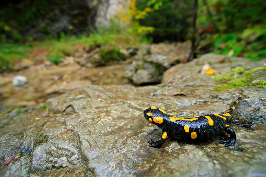 Salamander in nature forest habitat with river. Gorgeous Fire Salamander, Salamandra salamandra, spotted amphibian on the grey stone with green moss. Rare animal in the dark forest, wide angle lens.