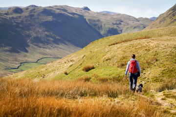 Naklejka premium A hiker and their dog walking along Low Moss Gill below the summits of Place Fell and High Dodd in the Lake District, UK.