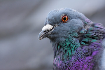 Portrait of pigeon