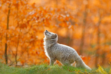 Arctic polar fox running in orange autumn leaves. Cute Fox, fall forest. Beautiful animal in the nature habitat. Orange fox, detail portrait, Czech. Wildlife scene from the wild nature. Vulpes lagopus