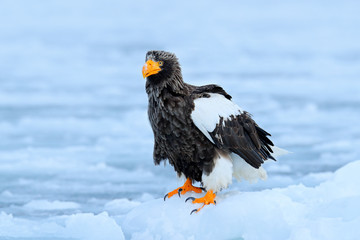 Widlife Japan. Steller's sea eagle, Haliaeetus pelagicus, bird with catch fish, with white snow, Hokkaido, Japan. Eagle on ice. Winter Japan with snow.  Wildlife action behaviour scene from nature.