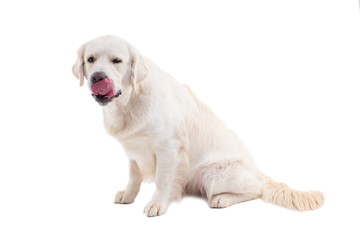 funny portrait of a golden retriever on a white background