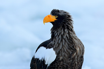 Portrait Steller's sea eagle, Haliaeetus pelagicus, bird with white snow, Hokkaido, Japan. Wildlife action behaviour scene from nature. Eagle on ice. Winter Japan with snow. Widlife Japan, close-up.