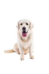 portrait of a golden retriever on a white background