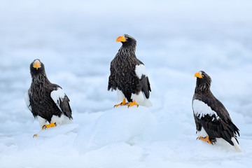 Naklejka premium Three eagles on ice. Widlife Japan. Steller's sea eagle, Haliaeetus pelagicus, bird with catch fish, with white snow, Hokkaido, Japan. Winter Japan, snow. Wildlife action behaviour scene from nature