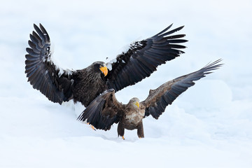 Eagle fight in white snow. Wildlife action behaviour scene from nature. Eagle flying with fish. Beautiful Steller's sea eagle, Haliaeetus pelagicus, flying bird of prey in winter, Hokkaido, Japan.