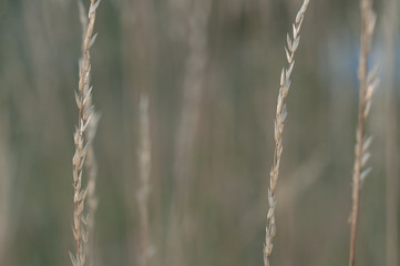 spikes of grass on natural background