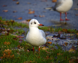 Black-headed gull in winter plumage standing in the grass