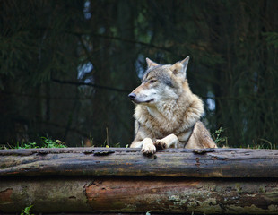 Wolf resting on top of two decaying logs