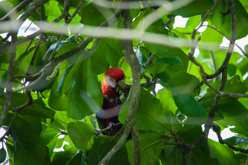 Peroquet - Costa Rica