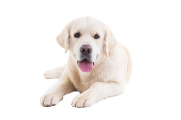 portrait of a golden retriever on a white background
