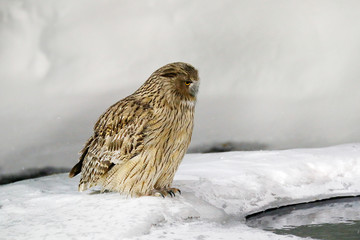 Blakiston's fish owl, Bubo blakistoni, largest living species of owl, fish owl, eagle owl. Bird hunting in cold wate. River bird with open wings. Night bird. Wildlife scene, winter Hokkaido, Japan.