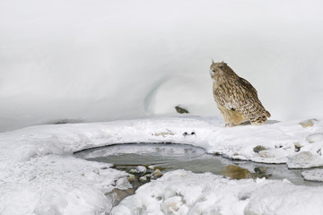 Night bird. Wildlife scene, winter Hokkaido, Japan. Blakiston's fish owl, Bubo blakistoni, largest living species of owl, fish owl, eagle owl. Bird hunting in cold wate. River bird with open wings.