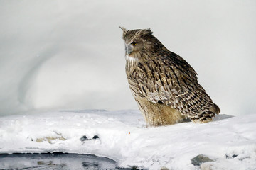Blakiston's fish owl, Bubo blakistoni, largest living species of owl, fish owl, eagle owl. Bird hunting in cold water. Wildlife scene, winter Hokkaido, Japan. River bird with open wings. Night bird.