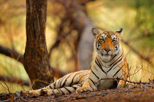 Fototapeta Indian tiger female with first rain, wild animal in the nature habitat, Ranthambore, India. Big cat, endangered animal. End of dry season, beginning green monsoon. Tiger walking on the gravel road.