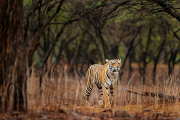 Fototapeta na wymiar Tiger walking in old dry forest. Indian tiger with first rain, wild danger animal in the nature habitat, Ranthambore, India. Big cat, endangered animal, nice fur coat. End of dry season, monsoon.