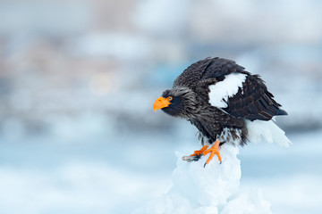 Eagle on ice. Winter Russia with snow.  Wildlife action behaviour scene from nature. Widlife Russia. Steller's sea eagle, Haliaeetus pelagicus, bird with catch fish, with white snow, Siberia, Asia.