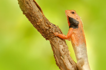 Wildlife India. Indian Garden Lizard Calotes versicolor, detail eye portrait of exotic tropic animal in the green nature habitat. Pink and black lizard.