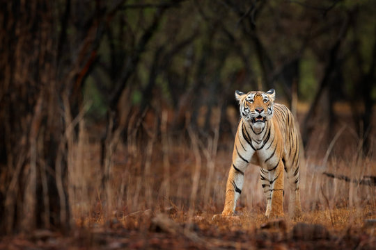 Indian tiger with first rain, wild danger animal in the nature habitat, Ranthambore, India. Big cat, endangered animal, nice fur coat. End of dry season, monsoon. Tiger walking in old dry forest.