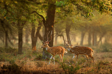 Chital or cheetal, Axis axis, spotted deer or axis deer, nature habitat. Bellow majestic powerful...