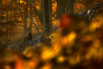 Autumn forest wit Chamois,  on hill, orange tree background, Studenec hill, Czech Republic, Wildlife scene with animal, Chamois, magic image, art view on nature. Animal hidden in fog wood, evening sun