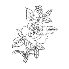 Obraz premium Rose sketch on white background