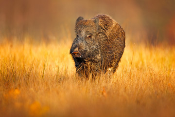 Autumn in the forest. Big Wild boar, Sus scrofa, running in the grass meadow, red autumn forest in...
