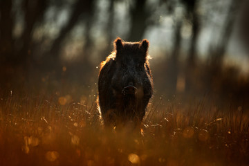 Wild pig, sunrise in forest. Autumn in the forest. Big Wild boar, Sus scrofa, running in the grass...
