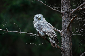 Owl in dark forest, Sweden. Great grey owl, Strix nebulosa, sitting on broken down tree stump with green forest in background. Wildlife scene from nature. Tree with bird.