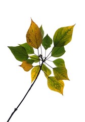 Obraz premium The leaves