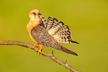Fototapeta premium Bird cleaning tail plumage. Red-footed Falcon, Falco vespertinus, bird sitting on branch with clear green background, cleaning plumage, feather in the bill, animal in the nature habitat, Hungary.