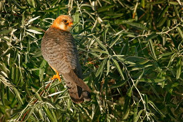 Red-footed Falcon, Falco vespertinus, bird sitting on branch with clear green background, cleaning plumage, feather in the bill, animal in the nature habitat, Hungary.