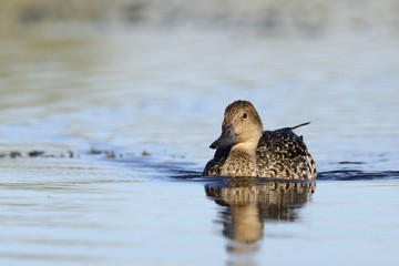 Northern Pintail (Anas acuta), Greece