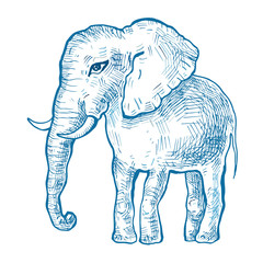 Elephant. Vector illustration