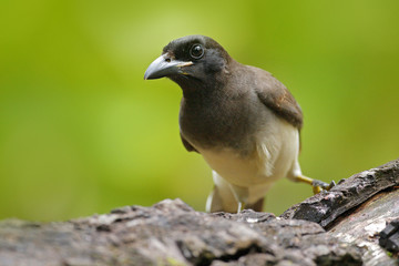 Brown Jay, Cyanocorax morio, bird from green Costa Rica forest, in the tree habitat. Detail of tropic bird. Bird in green forest environment. Big palm tree leave with bird. Brown Jay, jungle forest.