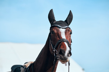 Dressage horse. A close up view of a horse in competition race