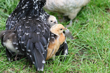 Küken mit Mutter