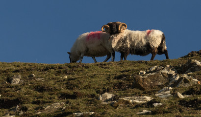 Obraz premium Ram and Ewe