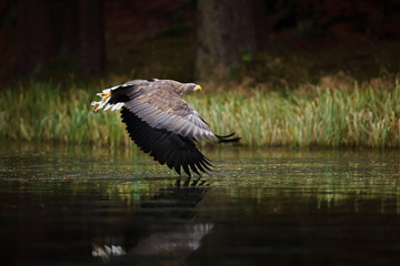 Eagle in fly above the dark lake. White-tailed Eagle, Haliaeetus albicilla, flight above the water river, bird of prey with forest in background, animal in the nature habitat, wildlife, Sweden.