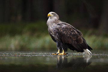Obraz premium Eagle in dark lake. White-tailed Eagle, Haliaeetus albicilla, flight above water river, bird of prey with forest in background, animal, nature habitat, wildlife, Poland. Eagle hunting.