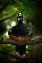 Bare-faced Curassow, Crax fasciolata, big black bird with yellow bill in the nature habitat, Barranco Alto, Pantanal, Brazil. Wildlife scene from tropic forest.