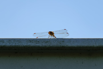 Libelle auf Blechdach © Horst Hübner
