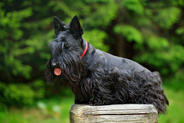 Cute portrait of black Scottish Terrier Dog with stuck out pink tongue sitting on wooden fence. Black dog in nature habitat. Ping tongue in black muzzle. Domestic animal in the garden.