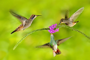 Three bird with pink flower. Hummingbird Brown Violet-ear, flying next to beautiful violet bloom, nice flowered green background. Birds in the nature habitat, wild Costa Rica. Wildlife jungle animal.