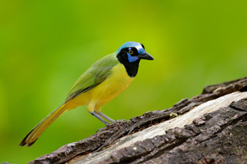 Yellow Bird, black blue head, wild nature. Wildlife Mexico. Green Jay, Cyanocorax yncas, wild nature, Belize. Beautiful bird from Central Anemerica. Birdwatching in Belize. Jay sitting on the branch.