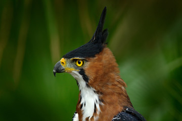 Naklejka premium Ornate Hawk-eagle, Spizaetus ornatus, beautiful bird of prey from Belize. Raptor in the nature habitat. Bird of prey sitting on the tree. Crested Hawk Eagle on tree. Wildlife, tropic nature portrait.