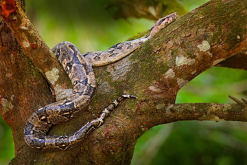Fototapeta premium Snake on the tree trunk. Boa constrictor snake in the wild nature, Belize. Wildlife scene from Central America. Boa constrictor, forest habitat. Travel in Central America. Jungle danger animal.