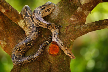 Snake on the tree trunk. Boa constrictor snake in the wild nature, Belize. Wildlife scene from Central America. Boa constrictor, forest habitat. Travel in Central America. Jungle danger viper animal.