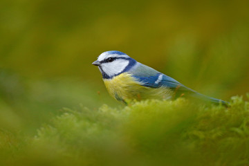 Blue tit in nature habitat. Blue Tit, cute blue and yellow songbird in autumn, nice green moss branch with fern, Germany, Cute little bird in the nature. Beautiful evening autumn light.