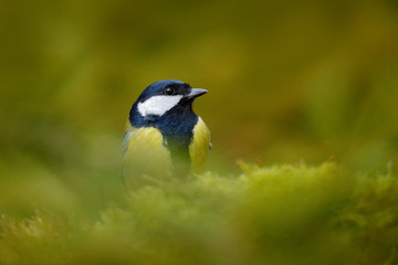 Obraz premium Great Tit, Parus major, black and yellow songbird sitting on the lichen tree branch, little bird in nature forest habitat, clear green background, wild animal, Germany. Detail head portrait of bird.
